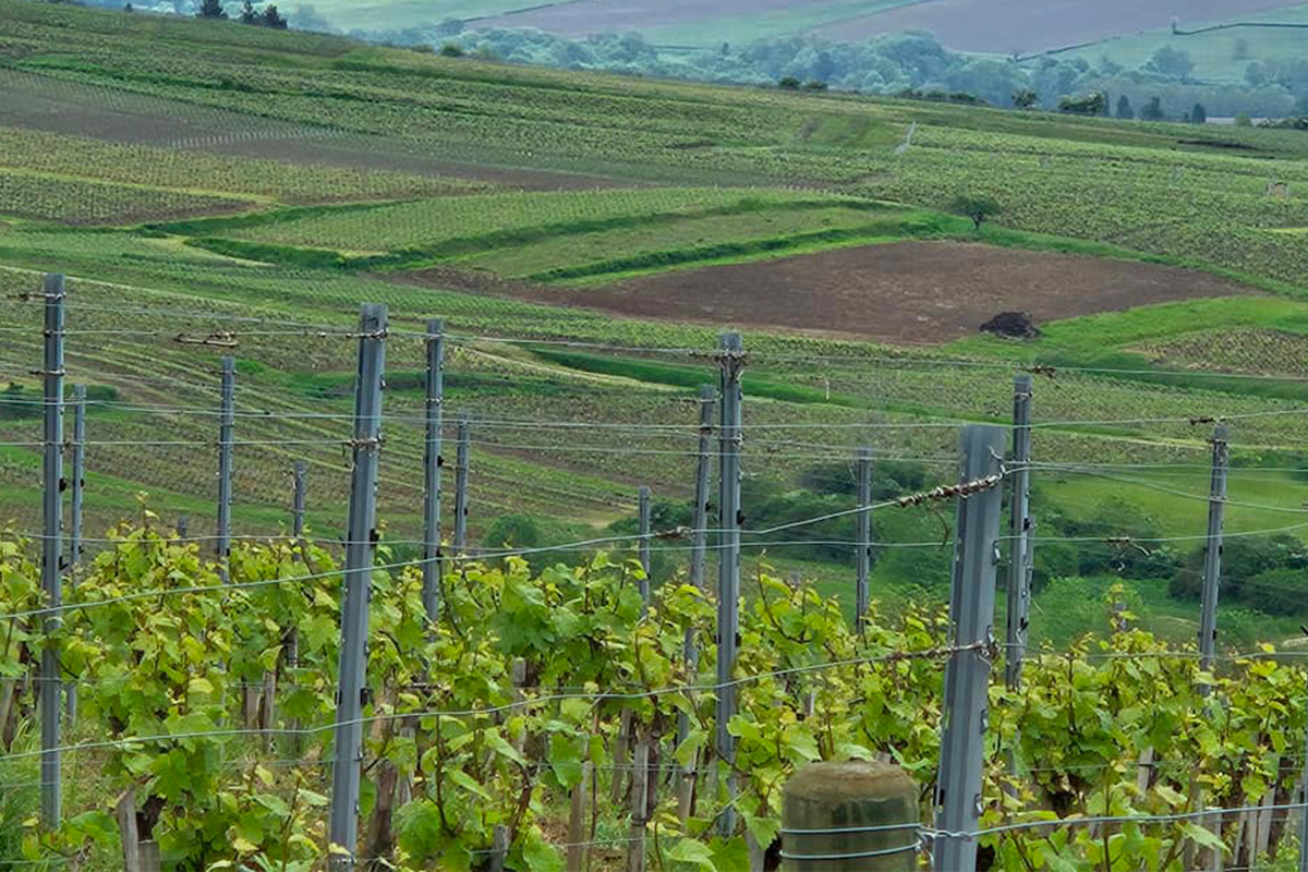 Vineyard in Burgundy, France