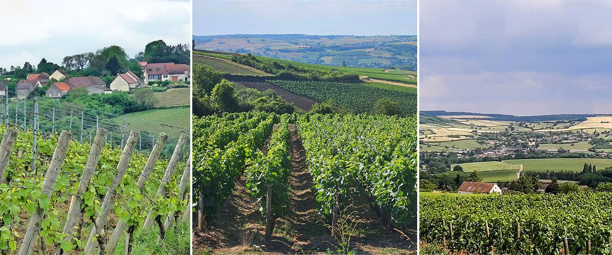 Vineyards in Burgundy, France