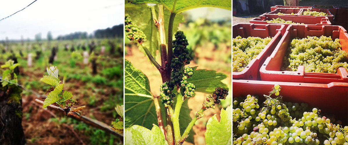 Vineyard, grapes, harvest