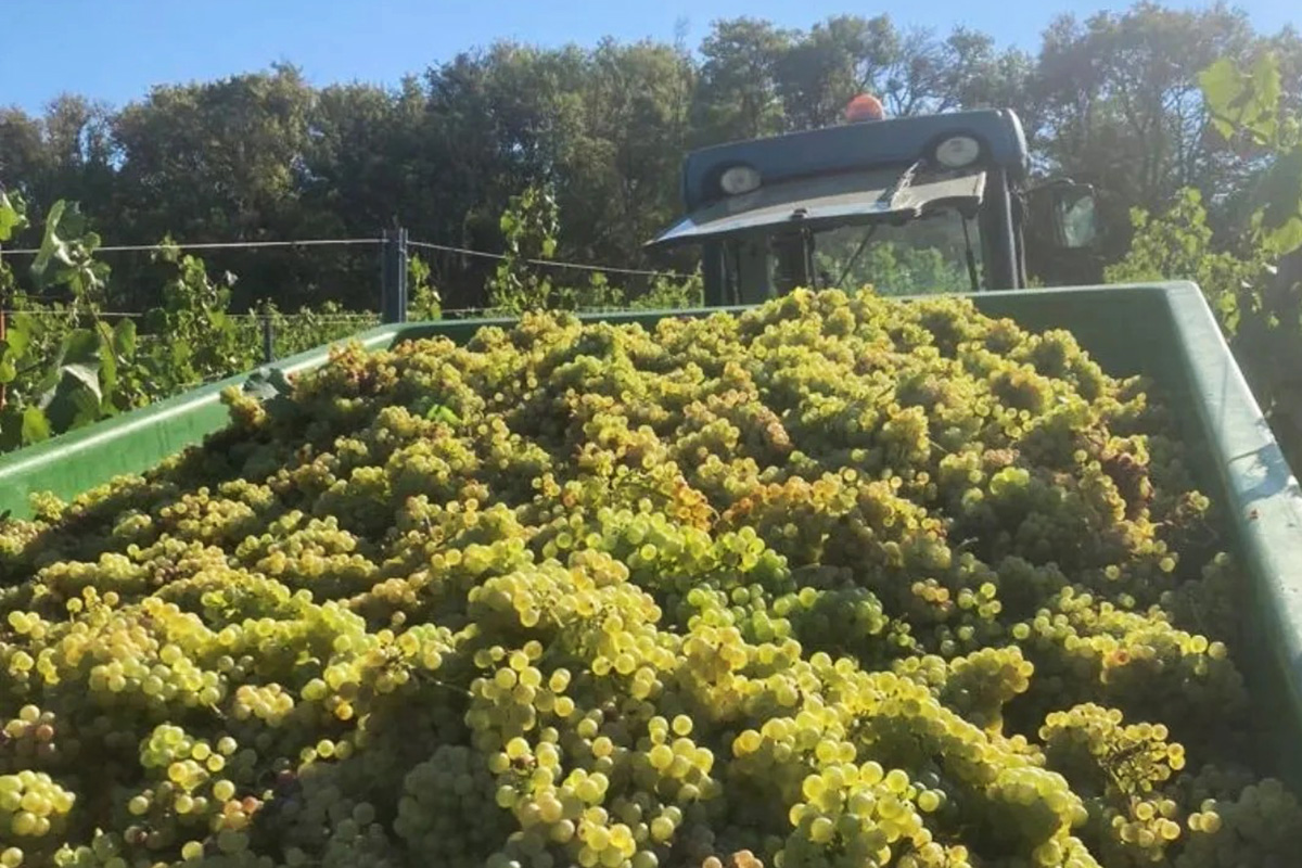 Domaine de Cromey harvest