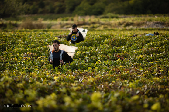 People working in a vineyard