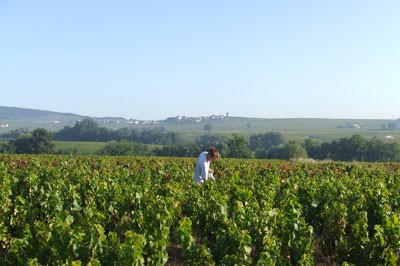 A person hand-harvesting grapes in the beautiful vineyards of Beaujolais, Burgundy, France.