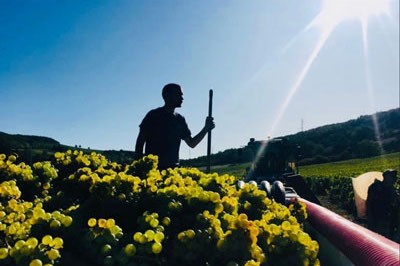 A worker standing in front of a beautiful harvest of Aligote grapes, staring off into the distance.