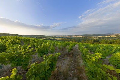 Vineyards in Cotes d'Auxerre, Burgundy, France against a vast, blue sky.