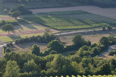 An aerial view of a vineyard next to a wooded area in Hautes-Côtes de Beaune, Burgundy, France.