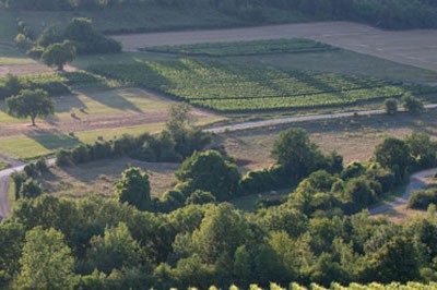 A vineyard nearby a small forest in Hautes Cotes de Beaune, Burgundy, France.