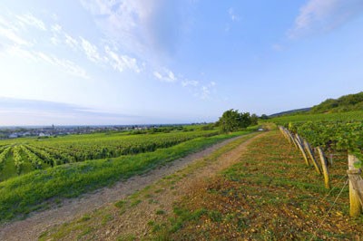 A quaint dirt road between vineyards in Marsannay, Burgundy, France.