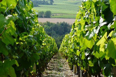 The view between rows in a lush, green vineyard in Meursault, Burgundy, France.