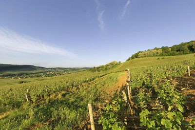 Vineyards in Montagny, Burgundy, France against a clear, blue sky.