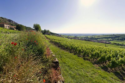 A sunny vineyard lined by yellow and red flowers in Pouilly-Fuisse, Burgundy, France.