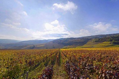 An expanse of colorful vineyards in Saint Romain, Burgundy, France.