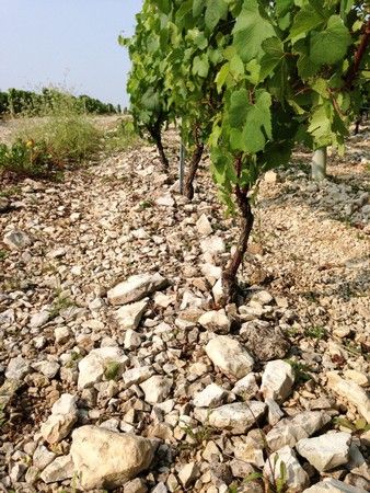 BURGUNDY TERROIR: ASPECT 1