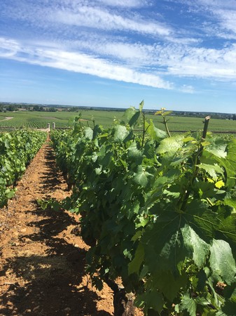 DISCOVER CHASSAGNE-MONTRACHET MIXED CASE 1