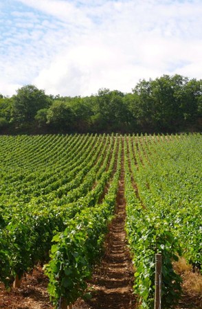 EXPERIENCE CÔTE CHALONNAISE MIXED CASE 1