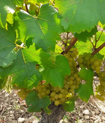 GILLES BOUTON PULIGNY MONTRACHET 1ER CRU 6-PACK 1