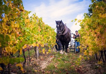 JULIEN CRUCHANDEAU HAUTES COTES DE NUITS ‘LES CABOTTES’ 2022 CASE 1