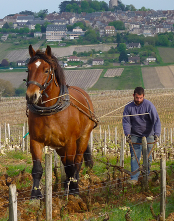 EXPLORE BIODYNAMIC BURGUNDY 1