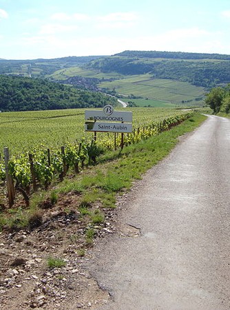 GILLES BOUTON SAINT AUBIN 1ER CRU 'MERGERS DES DENTS DE CHIEN' VERTICAL CASE 1