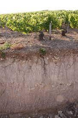 BURGUNDY TERROIR: SOIL (DEEP vs. ROCKY LIMESTONE) 1