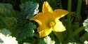 Gratin of Zucchini Flowers