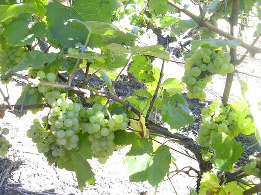 Aligoté grapes on the vine