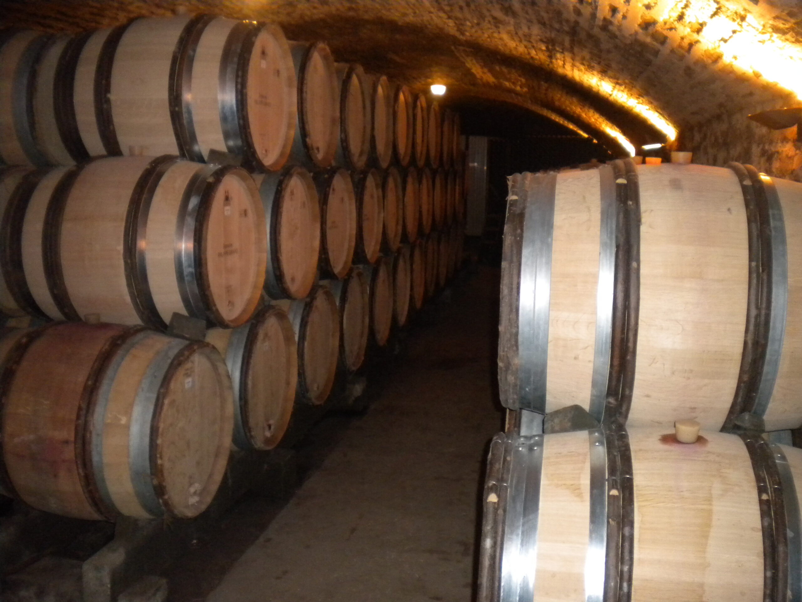 Burgundy barrels in cellar