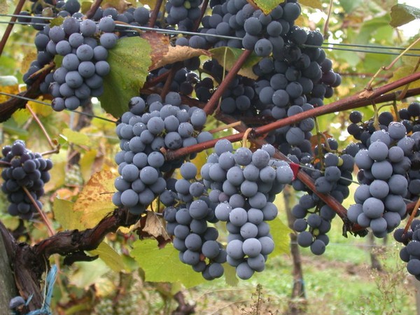 Gamay grapes growing in Beaujolais