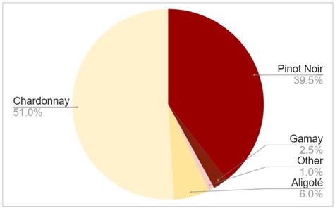 Distribution of grape varietals in Burgundy
