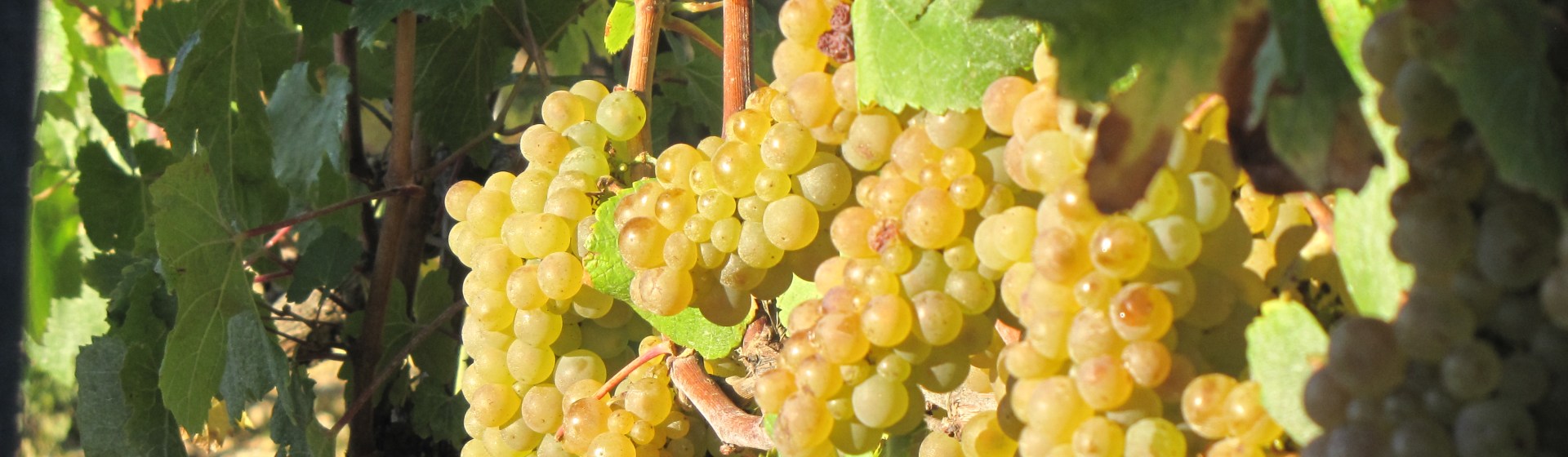 Chardonnay vineyards in Burgundy