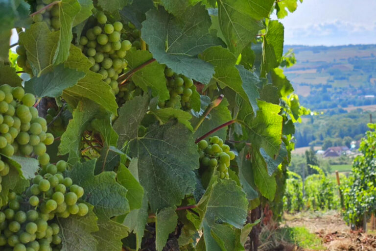 The vineyard at Domaine de Cromey
