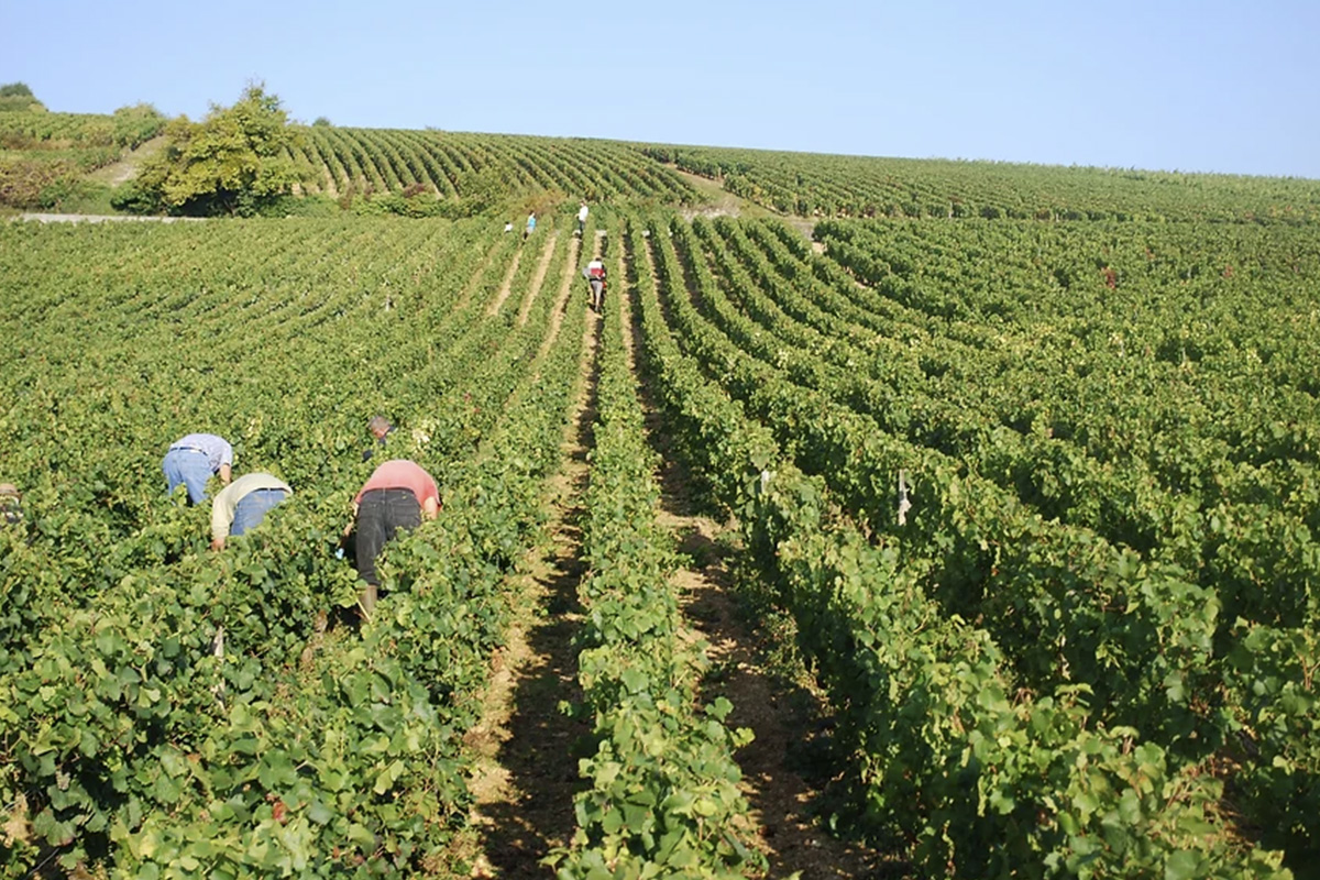 The vineyards being harvested at Domaine Rebourgeon