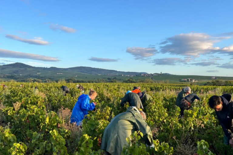 Harvest in the vineyard at Domaine Richard Rottiers