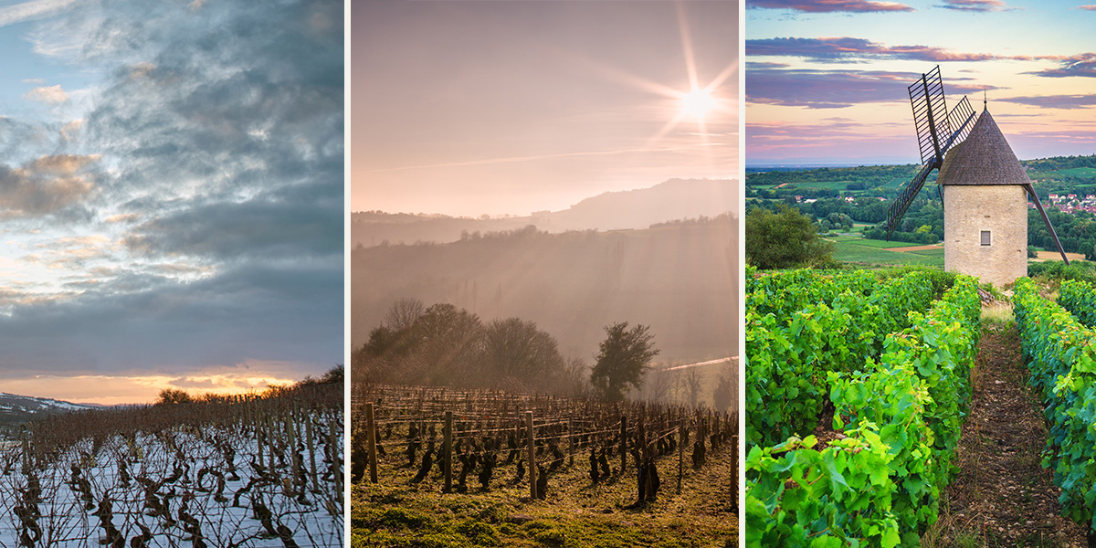 Various vineyards in Burgundy, France, showing different seasons.