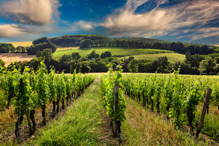 Vineyard in Burgundy, France