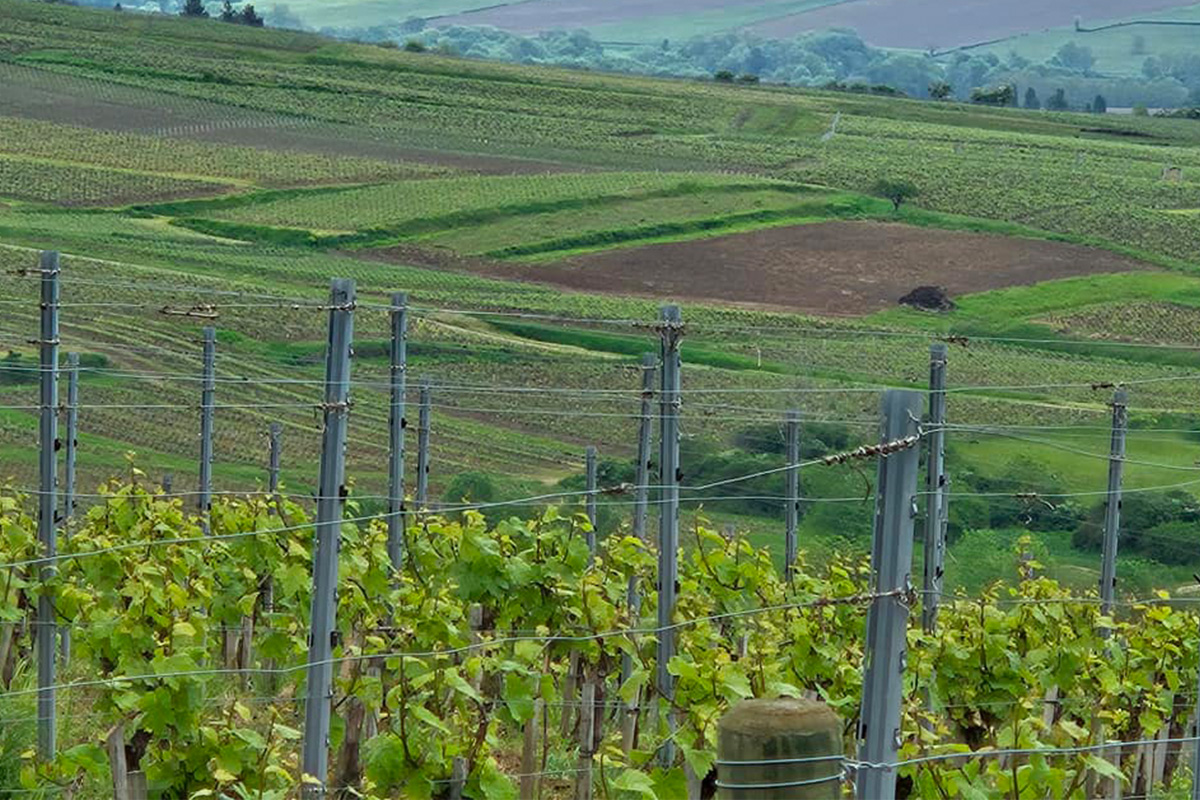 Vineyard in Burgundy, France