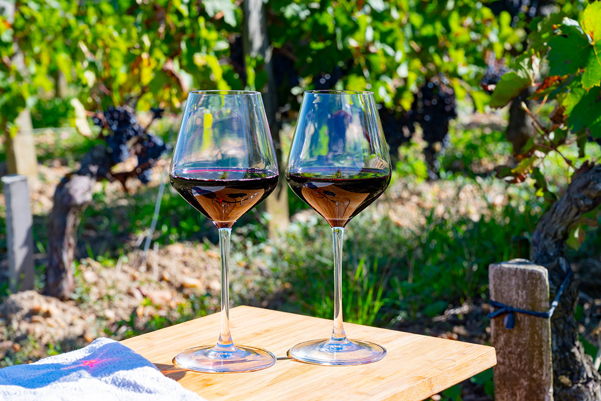 Red Burgundy in a vineyard in France