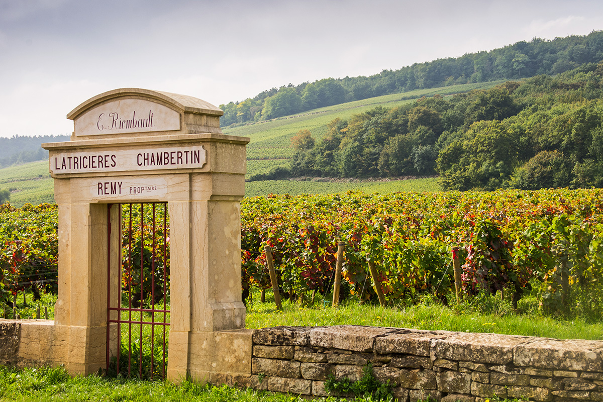 Chambertin vineyard, Gevrey-Chambertin, Burgundy, France